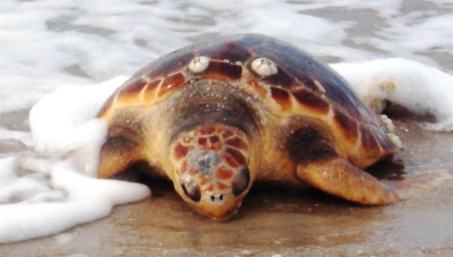 Baby Sea Turtle.jpg